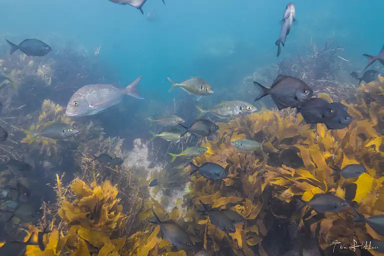 goat island reserve dive best tour