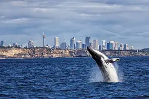 Whale Watching Breaky or BBQ Lunch Cruise from Sydney Harbour