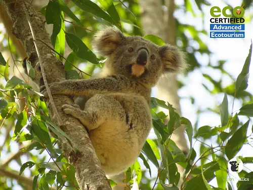byron bay wildlife tours