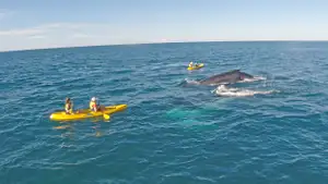 Whale Watching Kayak & Great Beach Drive Adventure | From Rainbow Beach