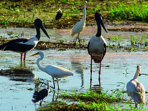 Kakadu National Park AATKings