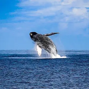Maui Premium Whale Watching Tour