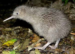 New Zealand's Famous Kiwi