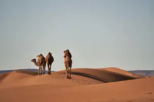 One Life Adventures Morocco