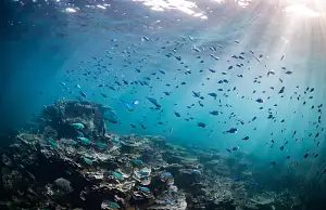 Coral Bay Snorkel & Coral View Tour
