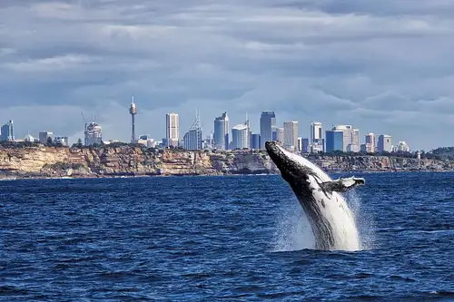 Whale Watching Breaky or BBQ Lunch Cruise from Sydney Harbour