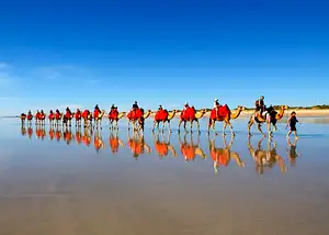 Pre-sunset camel ride sampler tour