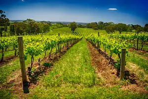 McLaren Vale Wine Tours