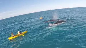 Whale Watching Ocean Kayaking & Beach 4X4 Tour | Noosa