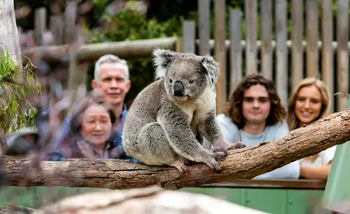 Moonlit Sanctuary Wildlife Park Phillip Island Tour